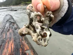 Cemented Sandmason Tubeworm thumbnail 1