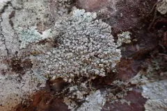 Frost's Medallion Lichen thumbnail 2