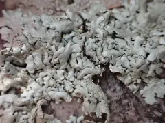 Rock Axil-bristle Lichen thumbnail 4
