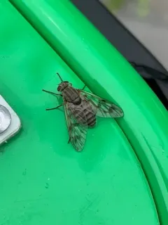 Atherix pachypus thumbnail 1
