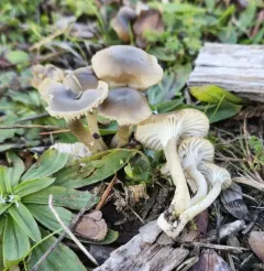 Cuphophyllus recurvatus thumbnail 1