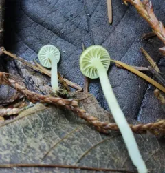 green navel thumbnail 1