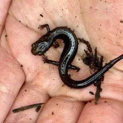 Del Norte Salamander thumbnail 4