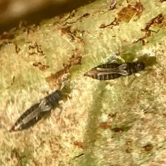 Greenhouse Thrips thumbnail 2