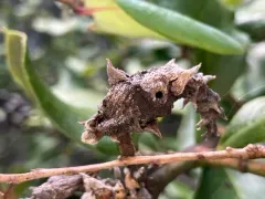 Silktassel Flower Gall Midge thumbnail 2