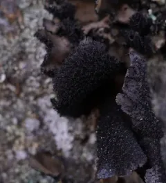 Ballpoint Rocktripe Lichen thumbnail 4