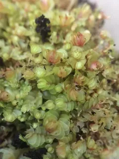 Gyrothyra underwoodiana thumbnail 3