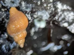 Lurid Rocksnail thumbnail 4