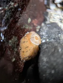 Two-spotted Keyhole Limpet thumbnail 1