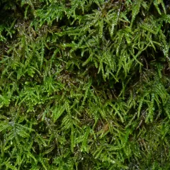 Macoun's Heterocladium Moss thumbnail 3