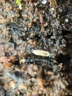 Least Pygmy Woodlouse thumbnail 4