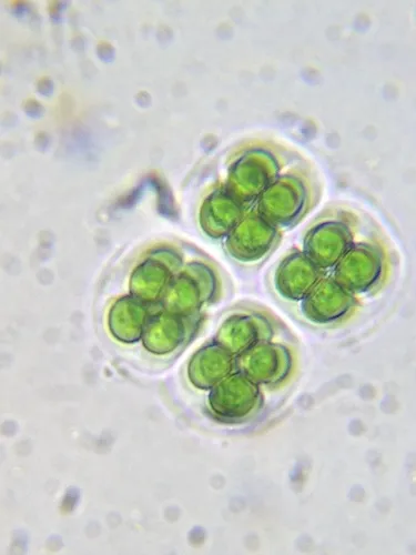 Eucapsis alpina