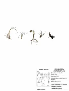 Curved Sedge thumbnail 4