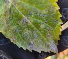 Pseudoidium hortensiae thumbnail 3