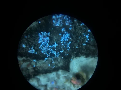 Mycoblastus caesius