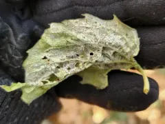 Phyllactinia philadelphi thumbnail 3
