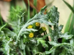 Podosphaera senecionis thumbnail 2