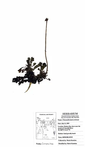 Chrysanthemum arcticum