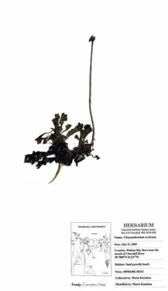 Chrysanthemum arcticum thumbnail 1