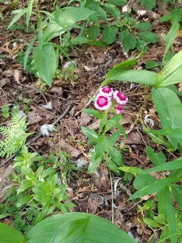 Chinese-pink