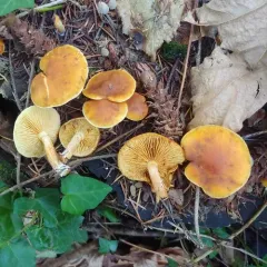 Gymnopilus aurantiophyllus thumbnail 4