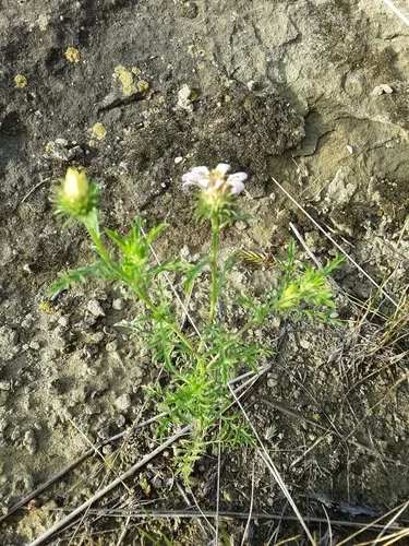 Tahoka daisy