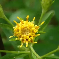 wayside aster thumbnail 4