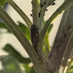 Privet Leafhopper thumbnail 1