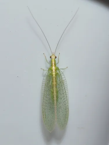 Kymachrysa intacta