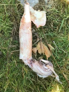 Northern Shortfin Squid thumbnail 1