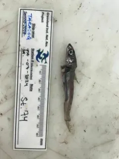 Atlantic Argentine thumbnail 4