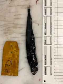 Sloane's Viperfish thumbnail 4