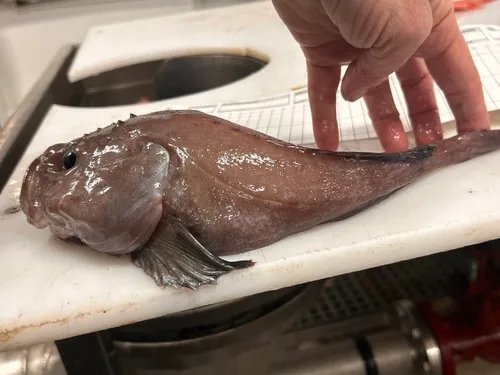 Pallid Sculpin