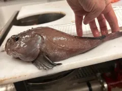 Pallid Sculpin thumbnail 1