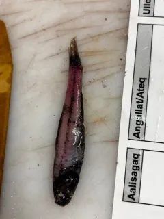 Kroyer's Lanternfish thumbnail 3