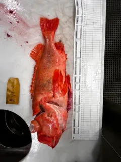 Golden Redfish thumbnail 4