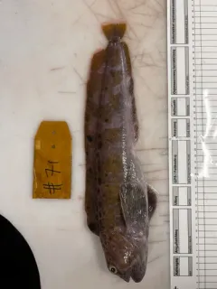 Spotted Wolffish thumbnail 4