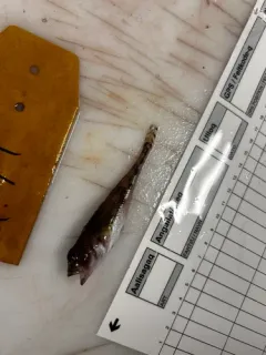 Moustache Sculpin thumbnail 3