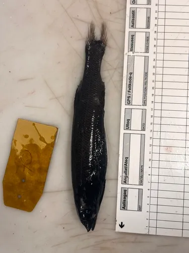 Baird's Smoothhead