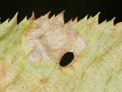 Coptodisca ostryaefoliella thumbnail 3