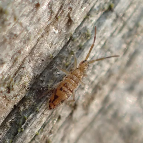 Cosmopolitan Springtail