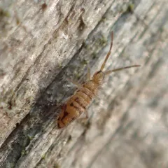 Cosmopolitan Springtail thumbnail 1