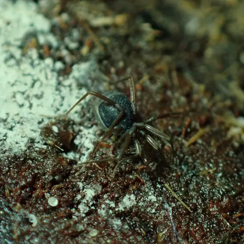 Hesperonemastoma modestum
