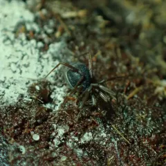Hesperonemastoma modestum thumbnail 1