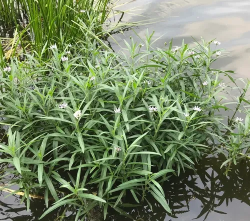 American water-willow