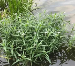 American water-willow thumbnail 1