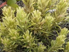 pale paintbrush thumbnail 4
