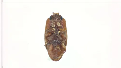 Carpophilus marginatus