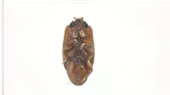 Carpophilus marginatus thumbnail 1