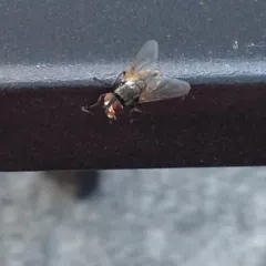 Common House Fly thumbnail 3